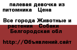 палевая девочка из питомника › Цена ­ 40 000 - Все города Животные и растения » Собаки   . Белгородская обл.